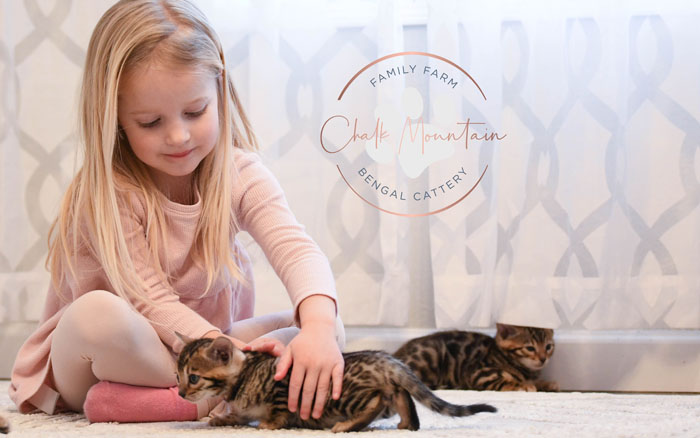 Bengal kitten for sale